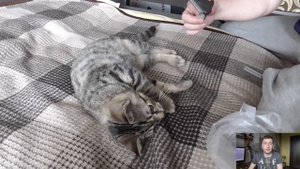 Фурминатор для кошек. Советы ветеринара