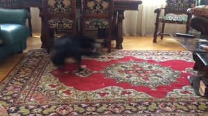 Собака танцует Лезгинку   Dancing Dog