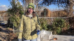 ВСЕГДА 100% ЗИМОВКА КЛЕМАТИСОВ | Как ПРАВИЛЬНО УКРЫТЬ клематисы на зиму. МОЙ способ укрытия!