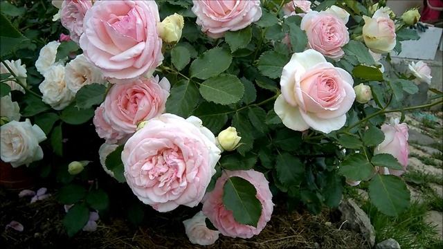 РЕЛАКС.РОЗЫ БЕЗ СЛОВ ПОД МУЗЫКУ .wmv смотреть онлайн