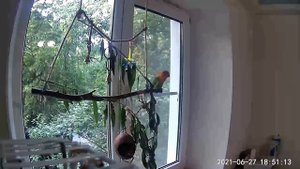 Домик из кокоса для попугая