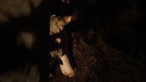 Сколько трём коровам,  нужно сено на зиму.