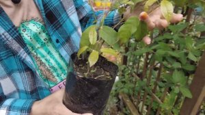 Шикарная весенняя прогулка по саду!  РЕДКИЕ РАСТЕНИЯ С НАЗВАНИЯМИ В САДУ! Южный сад цветет!