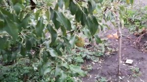 Груша Янтарна.