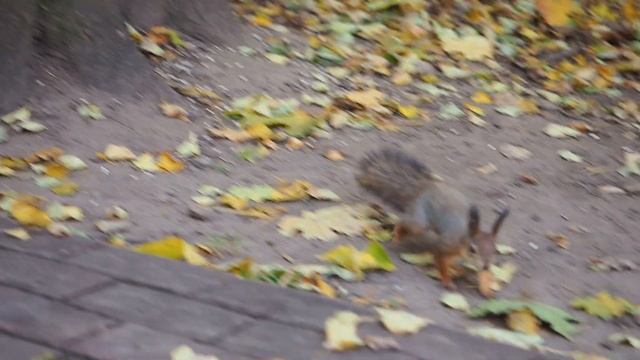 Автофокусировка на быстро перемещающемся объекте. Olympus OM-D E-M1 Mark II смотреть онлайн