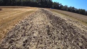 СТРАДА В КРАСНОДАРСКОМ КРАЕ / УБОРКА ХЛЕБОВ 2023 / УРОЖАЙ  ЗЕРНА СОЗРЕЛ