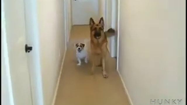 Собачий Позитив - делай как я !!! смотреть онлайн