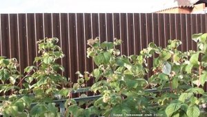 Осень. Ремонтантная малина. Что же с ней все-таки делать?