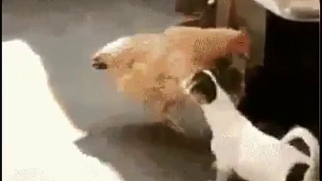 Ну заходи,Рябушка,коль пришла,ржачно!!! смотреть онлайн