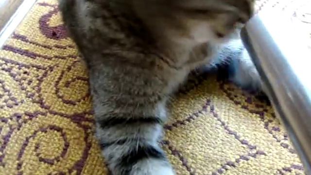 Кот и пылесос. Продолжение любви. Cat and vacuum cleaner. смотреть онлайн