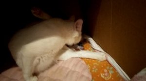 Родила? Сколько? Имена.....На 65 день кошка родила.