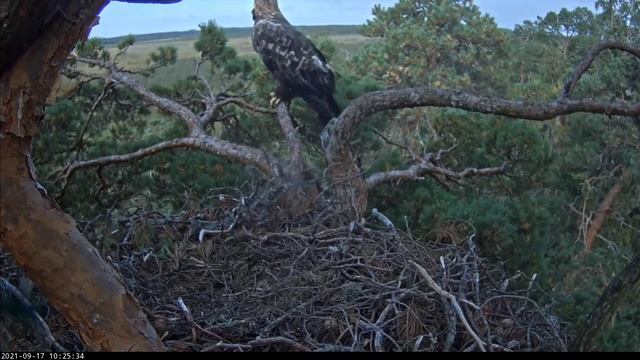 Kaljukotkas_Golden eagles carries materials for the nest/Беркуты несут материалы для гнезда. смотреть онлайн