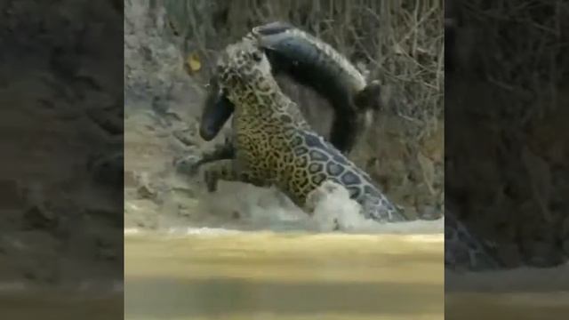 Зверь пума смотреть онлайн