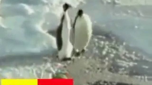 Пингвин подлец смотреть онлайн