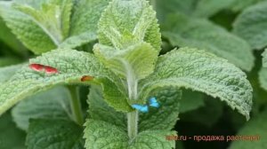 Мята обыкновенная Помо (mentha pomo) ? обыкновенная мята Помо обзор: как сажать, саженцы мяты Помо