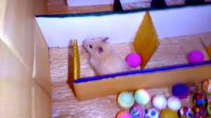 Лабиринт с препятствиями для хомяков. Медленный и быстрый хомячок.