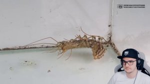 Домашняя сороконожка. Опасна ли она? Мухоловка или скутигера, в домах и квартирах | Реакция на зака