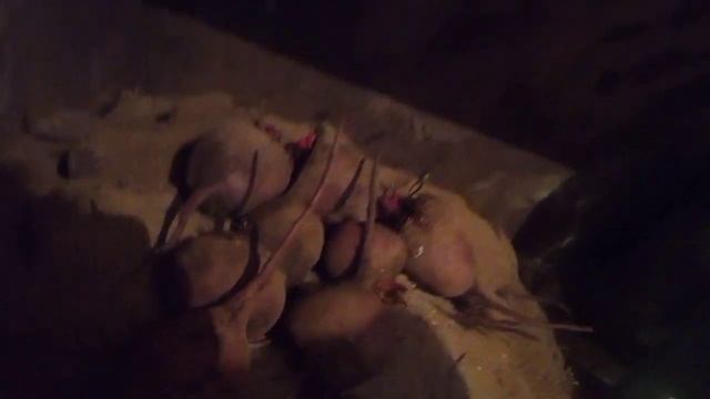 Как хранить свеклу. Два простых варианта хранения свеклы на зиму смотреть онлайн