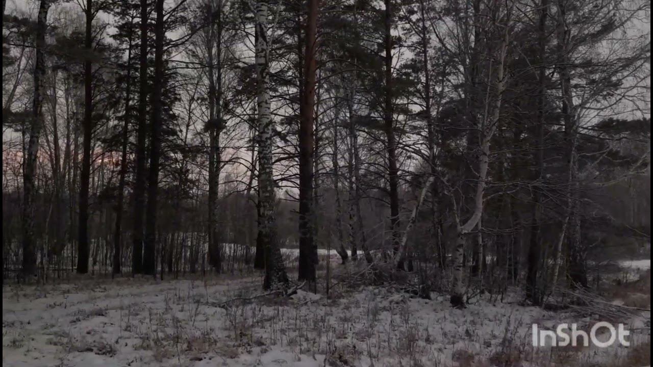 Зимний лес (начало зимы) смотреть онлайн