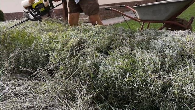 Стрижка лаванды после цветения( 2)