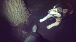 Ночное бешенство у хаски и маламута  / хаски крот