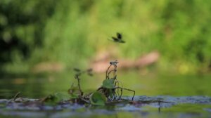 Лето, речка, стрекозы...река Вожа.