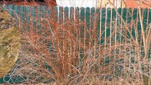 Не проходите мимо - барбарис требует ухода! Для чего использую Фитоспорин К? Обработка сада весной.