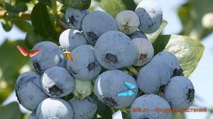 Голубика высокорослая Нельсон (vaccinium corymbosum) ? обзор: как сажать, саженцы голубики Нельсон
