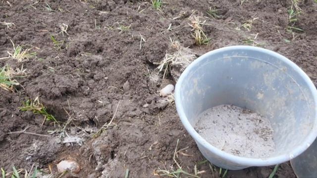 Способы избавиться от колорадского жука, проволочника, медведки. смотреть онлайн