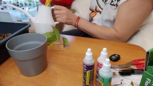 Сциндапсус размножение на гидропонике