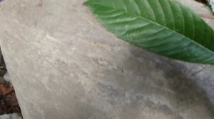 Мушмула-родственница боярышника,айвы,груши и яблони