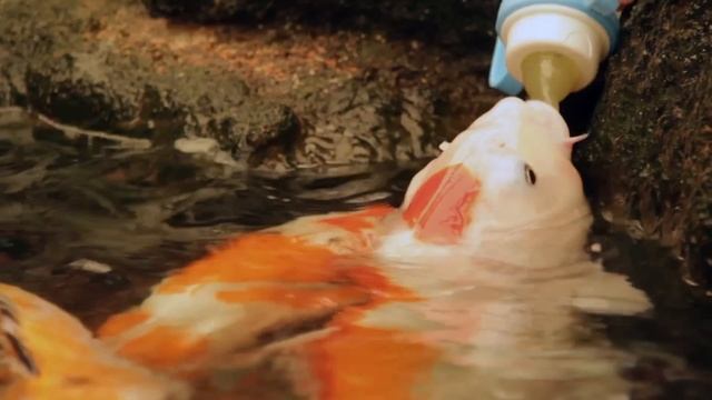 Кормление карпов молоком из соски. Паттайя смотреть онлайн