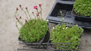 Цветок камнеломка — посадка и уход дома