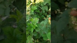 Пошла жара!!! ? Плодоношение ежевики Чёрная Магия на побегах этого года