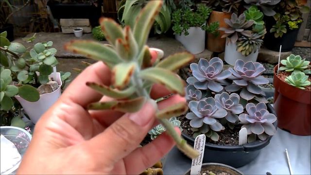 Replante da #echeveria racemosa e lauii x poda de #kalanchoe chocolate soldier /Simone felic. смотреть онлайн