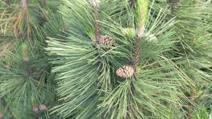 Сосна горная веймутова "Амерланд" Pinus monticola "Ammerland"