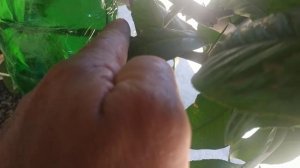 Как сделать саженец лимона,воздушный отводок.