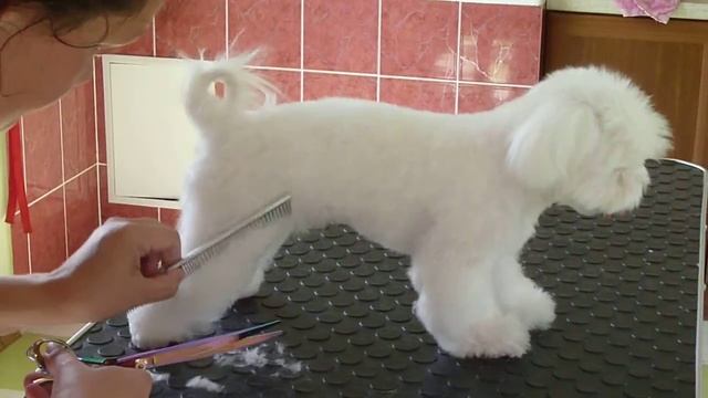 Салонный груминг мальтезе. часть5 стрижка лап.