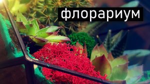 ФЛОРАРИУМ с суккулентами своими руками.