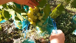 Виноград Г.Ф. Смарагд.