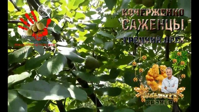 Грецкий скороплодный орех Кочерженко, Июль 2018 год. Walnuts Broker