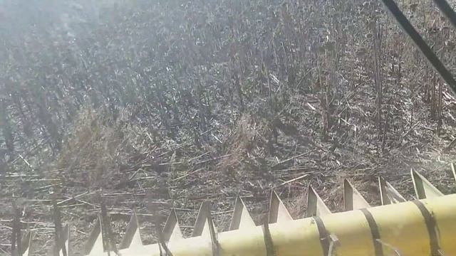 Ранний или поздний посев подсолнечника