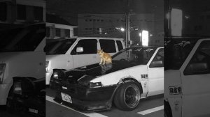 Kitty Phonk 1 Hour