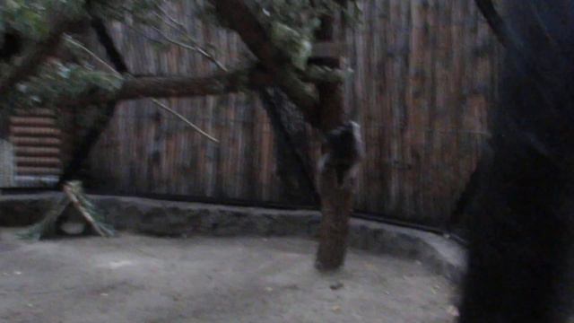 Маленький дикобразик 26.07.2019 смотреть онлайн