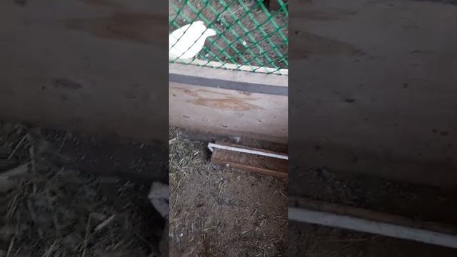 Как бороться с расклёвом яиц у мускусных уток.