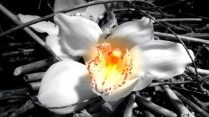 Экхарт Толле - 34. Экхарт Толле в Москве, озвучивает Nikosho.mp4