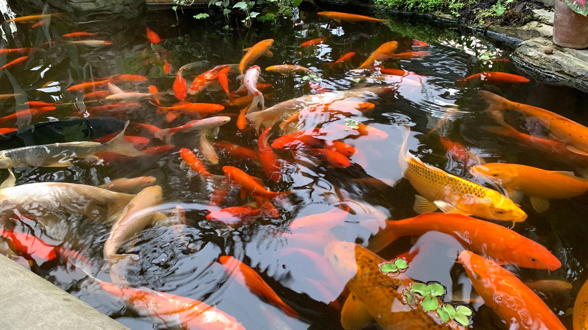 Карпы кои смотреть онлайн