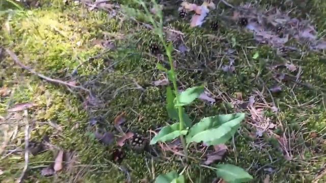 Влог с леса, король грибов Белый гриб ( скоро продолжение ) смотреть онлайн