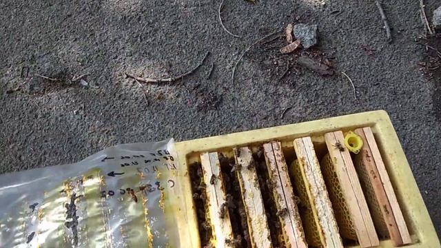ППУ и восковая моль, кто кого.