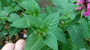 Монарда королева запахов.Уход и выращивание.